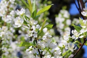 ユキツバキ 雪椿 のまとめ 育て方 適した環境や肥料 と花言葉等6個のポイント 植物の育て方や豆知識をお伝えするサイト