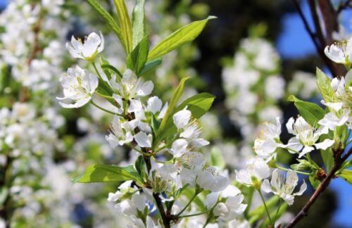 ズミ コナシ のまとめ 育て方 適した環境や肥料 と花言葉等6個のポイント 植物の育て方や豆知識をお伝えするサイト