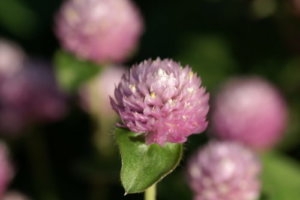 センニチコウ 千日紅 まとめ 育て方 種まきや冬越し と花言葉等14個のポイント 植物の育て方や豆知識をお伝えするサイト