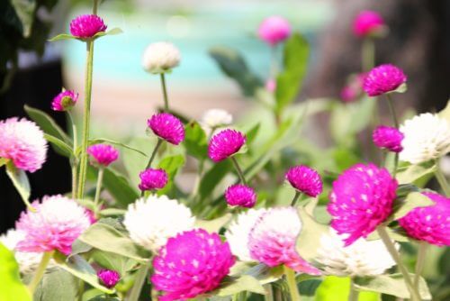 千日紅 センニチコウ まとめ 育て方 種まきや冬越し と花言葉等14個のポイント 植物の育て方や豆知識をお伝えするサイト