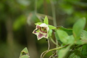 ヘリオトロープの育て方 香水や花言葉など6つのポイント 植物の育て方や豆知識をお伝えするサイト