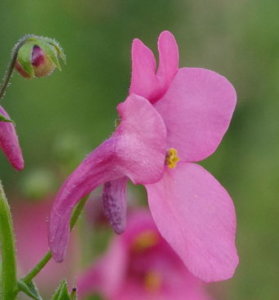 ディアスキアのまとめ 育て方 苗の植え付けや挿し木 と花言葉等10個のポイント 植物の育て方や豆知識をお伝えするサイト