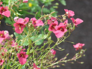 ディアスキアのまとめ 育て方 苗の植え付けや挿し木 と花言葉等10個のポイント 植物の育て方や豆知識をお伝えするサイト