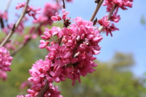 ハナズオウのまとめ 育て方 剪定や挿し木 と花言葉等12個のポイント 植物の育て方や豆知識をお伝えするサイト