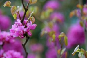 ナツハゼのまとめ 地植え方法や花言葉など12個のポイント 植物の育て方や豆知識をお伝えするサイト