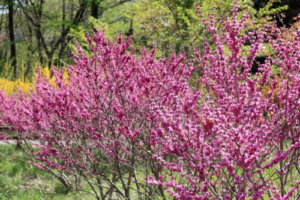 ハナズオウのまとめ 育て方 剪定や挿し木 と花言葉等12個のポイント 植物の育て方や豆知識をお伝えするサイト