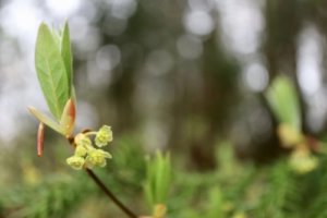 ナンキンハゼの育て方 紅葉の時期や花言葉など11個のポイント 植物の育て方や豆知識をお伝えするサイト