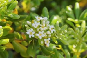アマナ 花 のまとめ 育て方 適した環境や増やし方 と花言葉等7個のポイント 植物の育て方や豆知識をお伝えするサイト