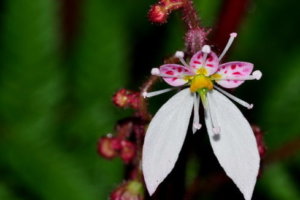 ナニワイバラのまとめ 剪定方法や花言葉等12個のポイント 植物の育て方や豆知識をお伝えするサイト