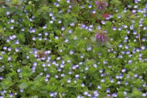 オオイヌノフグリのまとめ 育て方 苗の植え付けや種まき と花言葉等13個のポイント 植物の育て方や豆知識をお伝えするサイト