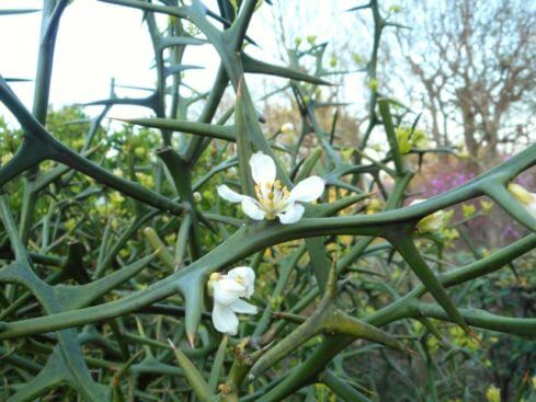 カラタチのまとめ 育て方 苗の植え付けや剪定 と花言葉等11個のポイント 植物の育て方や豆知識をお伝えするサイト