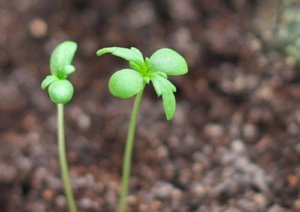 シュンギク 春菊 のまとめ 育て方 水耕栽培や種まき と花言葉等14個のポイント 植物の育て方や豆知識をお伝えするサイト