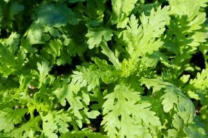 シュンギク 春菊 のまとめ 育て方 水耕栽培や種まき と花言葉等14個のポイント 植物の育て方や豆知識をお伝えするサイト