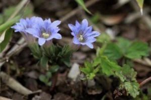 ノボタン 野牡丹 のまとめ 剪定方法や花言葉など16個のポイント 植物の育て方や豆知識をお伝えするサイト