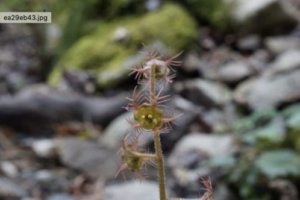 フウセンカズラのまとめ 育て方 苗の植え付けや摘心 と花言葉等18個のポイント 植物の育て方や豆知識をお伝えするサイト