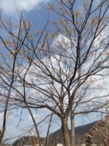 センダン オウチ のまとめ 育て方 剪定や挿し木 と花言葉等11個のポイント 植物の育て方や豆知識をお伝えするサイト