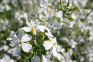 大根 ダイコン のまとめ 育て方 水やりや病気対策 と花言葉等13個のポイント 植物の育て方や豆知識をお伝えするサイト