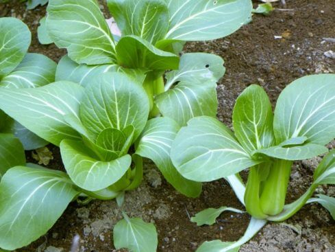 チンゲンサイ 青梗菜 のまとめ 育て方 水耕栽培や種まき と花言葉等11個のポイント 植物の育て方や豆知識をお伝えするサイト