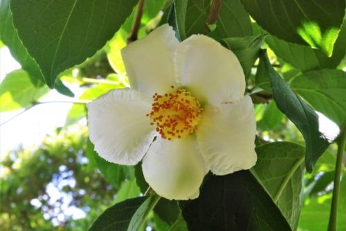 白色の花 植物の育て方や豆知識をお伝えするサイト