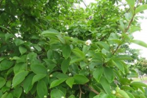 ナツツバキ シャラノキ のまとめ 育て方 剪定や挿し木 と花言葉等11個のポイント 植物の育て方や豆知識をお伝えするサイト