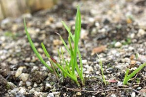 ニラ 韮 のまとめ 栽培方法 水耕栽培や株分け と花言葉等15個のポイント 植物の育て方や豆知識をお伝えするサイト