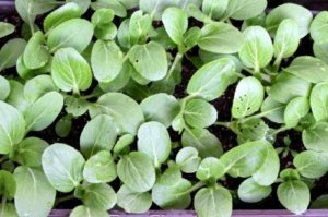 チンゲンサイ 青梗菜 のまとめ 育て方 水耕栽培や種まき と花言葉等11個のポイント 植物の育て方や豆知識をお伝えするサイト