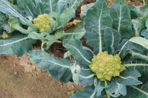 カリフラワーのまとめ 育て方や健康効果等13個のポイント 植物の育て方や豆知識をお伝えするサイト