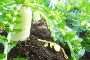 カブの育て方 種まき方法や花言葉等9個のポイント 植物の育て方や豆知識をお伝えするサイト