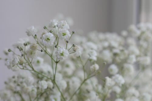 カスミソウ の 花 言葉 カスミソウの花言葉 花束にいい理由や見頃の季節は 臭いはある