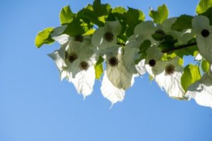 雪椿 ユキツバキ のまとめ 育て方 適した環境や肥料 と花言葉等6個のポイント 植物の育て方や豆知識をお伝えするサイト