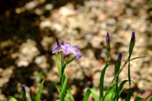 ヒメシャガのまとめ 育て方 植え替えや増やし方 と花言葉等10個のポイント 植物の育て方や豆知識をお伝えするサイト