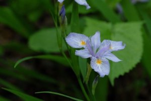 ヒメシャガのまとめ 育て方 植え替えや増やし方 と花言葉等10個のポイント 植物の育て方や豆知識をお伝えするサイト ヒメシャガのまとめ 育て方 植え替えや増やし方 と花言葉等10個のポイント 植物の育て方や豆知識をお伝えするサイト