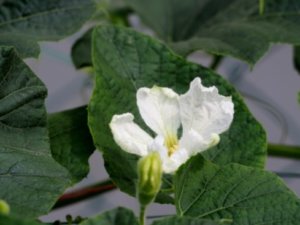 ヒョウタンのまとめ 育て方 苗の植え付けや摘心 と花言葉等12個のポイント 植物の育て方や豆知識をお伝えするサイト