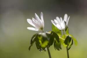 ネメシアのまとめ 寄せ植えや花言葉など16個のポイント 植物の育て方や豆知識をお伝えするサイト