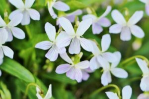 マタタビのまとめ 育て方 庭植えと挿し木 と花言葉等14個のポイント 植物の育て方や豆知識をお伝えするサイト