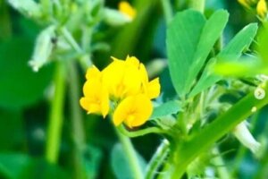 コツラのまとめ 育て方 種まきや苗の植え付け と花言葉等10個のポイント 植物の育て方や豆知識をお伝えするサイト