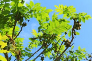オニグルミ 鬼胡桃 のまとめ 育て方 種まきや苗の植え付け と花言葉等9個のポイント 植物の育て方や豆知識をお伝えするサイト