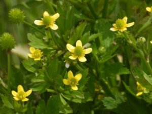 ケキツネノボタンのまとめ 育て方や花の特徴等5個のポイント 植物の育て方や豆知識をお伝えするサイト ケキツネノボタンのまとめ 育て方や花の特徴等5個のポイント 植物の育て方や豆知識をお伝えするサイト