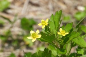 エビネ エビネ蘭 のまとめ 育て方 植え替えや増やし方 と花言葉等12個のポイント 植物の育て方や豆知識をお伝えするサイト