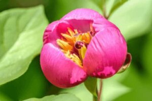 秋海棠 シュウカイドウ の育て方 花の季節や花言葉など8つのポイント 植物の育て方や豆知識をお伝えするサイト