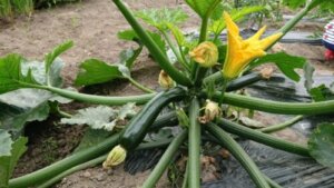 ズッキーニのまとめ 育て方 水やりや種まき と花言葉等14個のポイント 植物の育て方や豆知識をお伝えするサイト