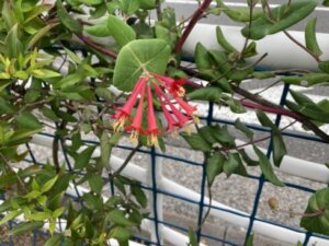 ツキヌキニンドウのまとめ 育て方 剪定や挿し木 と花言葉等7個のポイント 植物の育て方や豆知識をお伝えするサイト