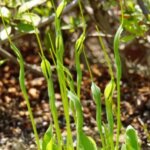 オニグルミ 鬼胡桃 のまとめ 育て方 種まきや苗の植え付け と花言葉等9個のポイント 植物の育て方や豆知識をお伝えするサイト