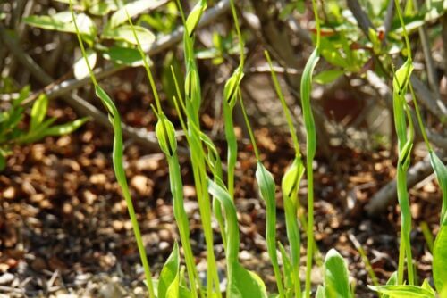 ハンゲ カラスビシャク のまとめ 育て方 適した環境や肥料 と花言葉等7個のポイント 植物の育て方や豆知識をお伝えするサイト