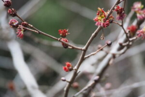 オニグルミ 鬼胡桃 のまとめ 育て方 種まきや苗の植え付け と花言葉等9個のポイント 植物の育て方や豆知識をお伝えするサイト