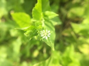 コハコベ 雑草 のまとめ 食べ方や花言葉等6個のポイント 植物の育て方や豆知識をお伝えするサイト