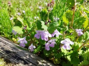 カキドオシのまとめ 育て方 種まきや食べ方 と花言葉等9個のポイント 植物の育て方や豆知識をお伝えするサイト