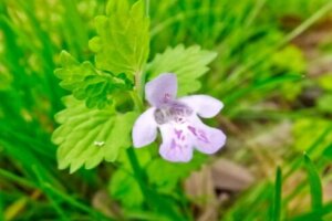 ヒメサユリのまとめ 自生地や群生地や見頃等7個のポイント 植物の育て方や豆知識をお伝えするサイト