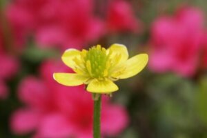 ゴールドコインのまとめ 育て方 苗の植え付けや挿し芽 と花言葉等8個のポイント 植物の育て方や豆知識をお伝えするサイト