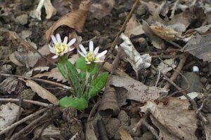 テイカカズラの育て方 剪定のポイントや増やし方 テイカカズラの花言葉はなに 植物の育て方や豆知識をお伝えするサイト